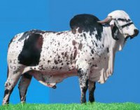 Semen Bovino C.A Sansao convencional